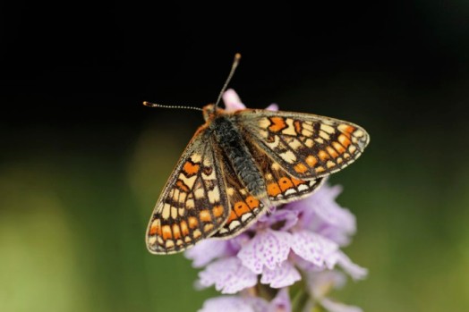 Credit: Lorne Gill – © Scottish Natural Heritage