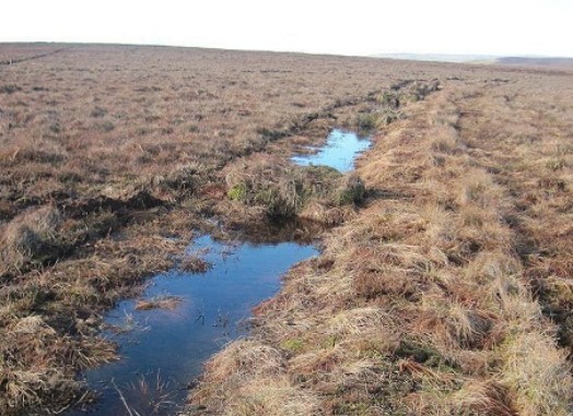 Ditch blocking with peat dams