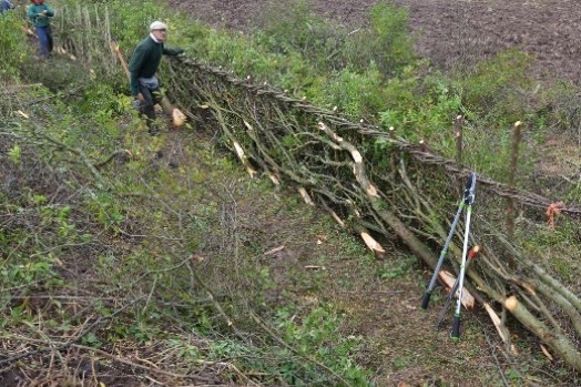 'Single brush' Midland style of hedge-laying – Credit: Tony Seymour – © TFE 2014 'Single brush' Midland style of hedge-laying – Credit: Tony Seymour – © TFE 2014