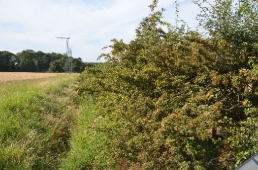 Abundant late autumn fruit production – © Tony Seymour TFE 2014