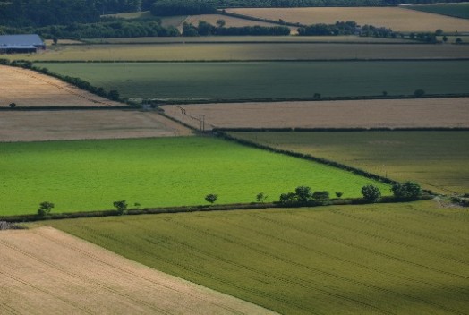 Hedgerows in an intensively farmed landscape – © Tony Seymour TFE 2014