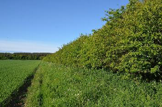 Well-formed large hedge with grass margin – © Tony Seymour TFE 2014