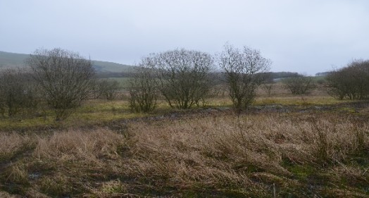 Unmanaged fen on the edge of a lowland bog – Credit: Tony Seymour – © TFE 2014