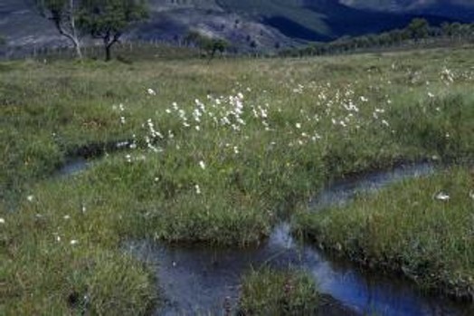Bog vegetation – © Scottish Natural Heritage