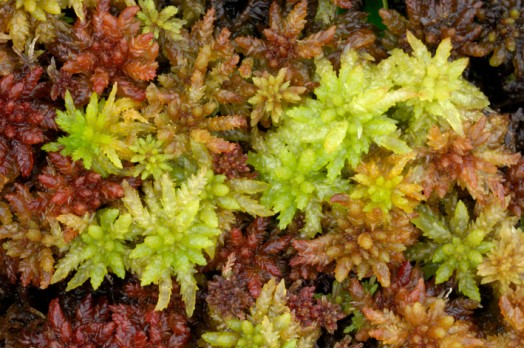 Sphagnum mosses – Credit: Lorne Gill – © NatureScot