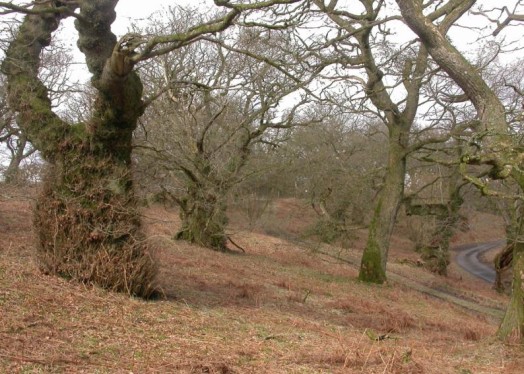 Lowland oak wood pasture – © Kate Holl, Scottish Natural Heritage