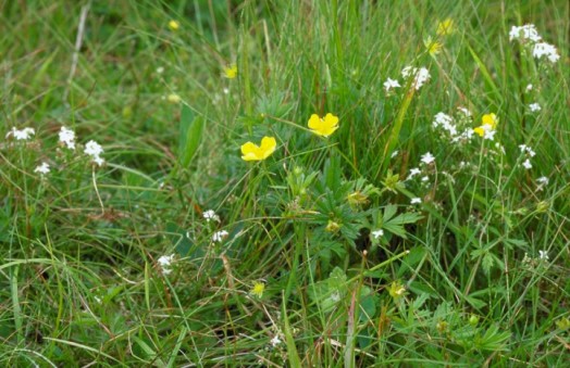 Acid grassland – © Lorne Gill, Scottish Natural Heritage