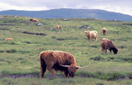 Credit: Lorne Gill – © Scottish Natural Heritage