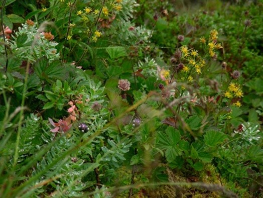 Tall-herb vegetation – Credit: Tim Rafferty – © Scottish Natural Heritage