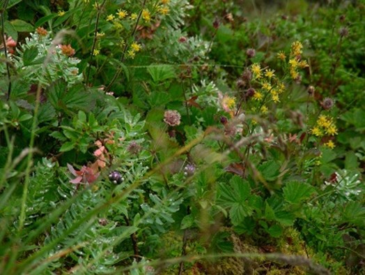 Tall-herb vegetation – Credit: Tim Rafferty – © Scottish Natural Heritage Tall-herb vegetation – Credit: Tim Rafferty – © Scottish Natural Heritage