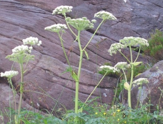 Wild angelica – Credit: Graham Sullivan – © Scottish Natural Heritage Wild angelica – Credit: Graham Sullivan – © Scottish Natural Heritage