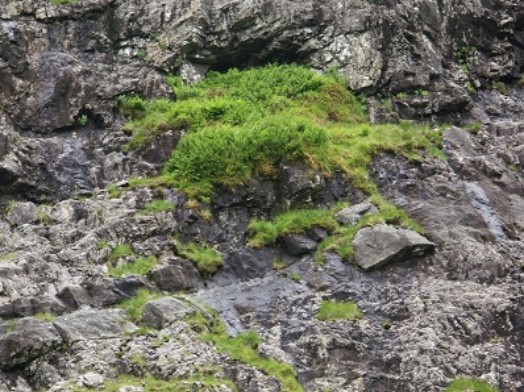 Tall-herb vegetation dominated by ferns – Credit: Phil James – © Scottish Natural Heritage
