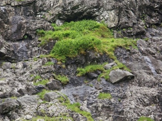 Tall-herb vegetation dominated by ferns – Credit: Phil James – © Scottish Natural Heritage Tall-herb vegetation dominated by ferns – Credit: Phil James – © Scottish Natural Heritage