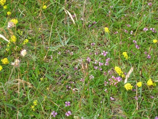 Calcareous grassland – © Jane MacKintosh, Scottish Natural Heritage Calcareous grassland – © Jane MacKintosh, Scottish Natural Heritage