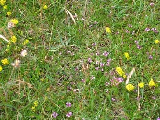 Calcareous grassland – © Jane MacKintosh, Scottish Natural Heritage