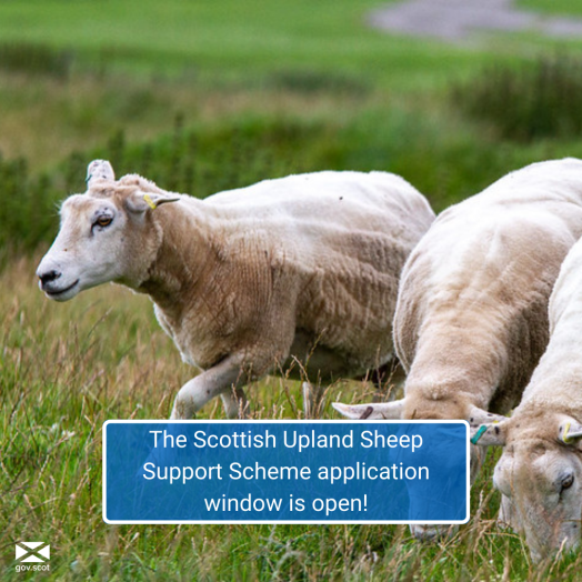 Sheep grazing in a field and text within a blue box