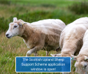 Sheep grazing in a field with blue text box