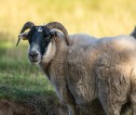 Scottish Blackface sheep
