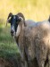Scottish black face sheep