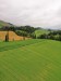 Fields and trees
