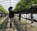 An agricultural worker walks down the middle of an aisle in a large greenhouse