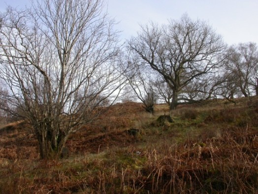 Open grown veteran oaks in upland wood pasture – © Kate Holl, Scottish Natural Heritage