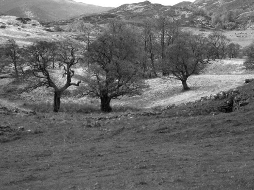 Pollarded veteran alders in wood pasture, Glen Strathfarrar – © Kate Holl, Scottish Natural Heritage