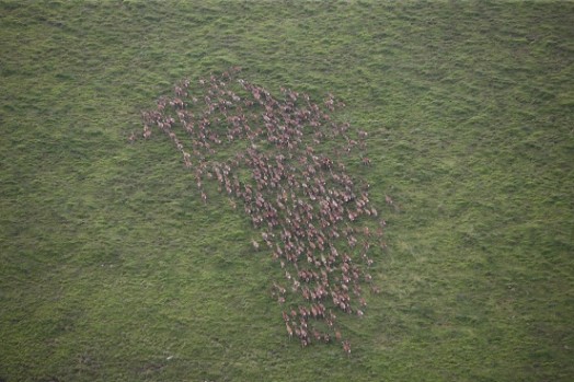 Deer census – © Scottish Natural Heritage Deer census – © Scottish Natural Heritage
