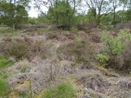Lowland heath – © Graham Sullivan, Scottish Natural Heritage