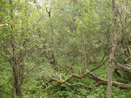 Willow scrub in Hermand Birchwood, SWT reserve – © Kate Holl, Scottish Natural Heritage