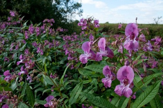 Himalayan balsam in woodland - Credit: NNSS - © Crown Copyright 2009