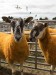Sheep at Black Isle Show