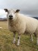 Sheep in field under cloudy sky