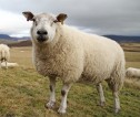 Sheep in field under cloudy sky