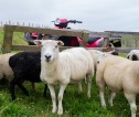 Sheep in field