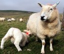 Sheep on isle of Lewis