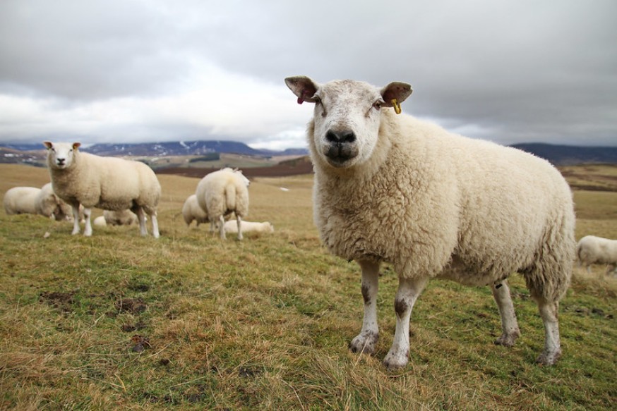Sheep on hill