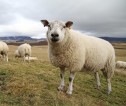 Close up of a white sheep on a hill