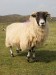 Sheep in field