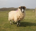 Sheep in field