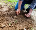 A man bends down to pick up soil in his hands