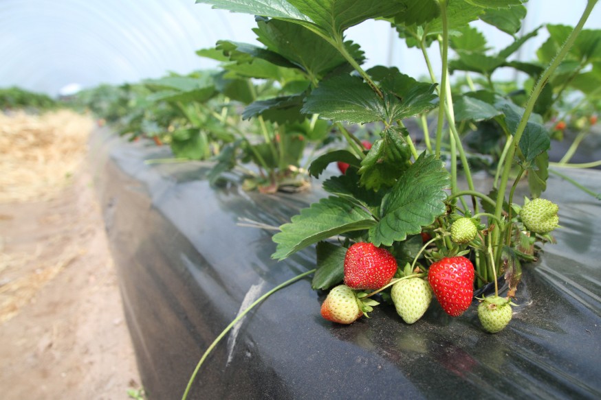 Strawberries