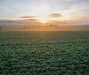 Sunrise over crop field