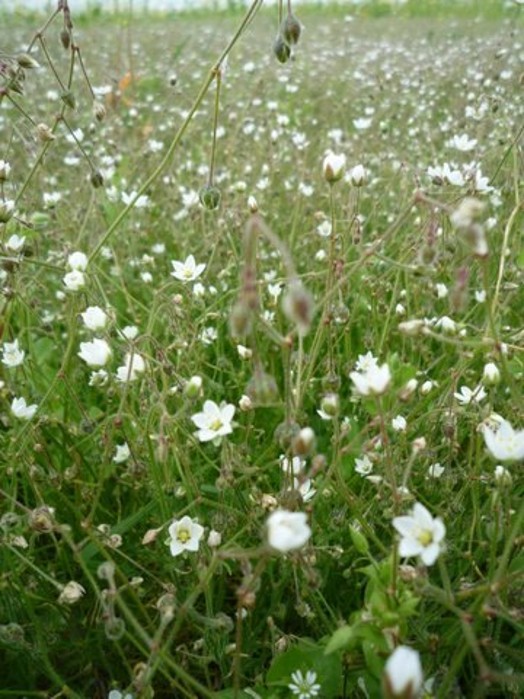Corn spurry – © RSPB images Corn spurry – © RSPB images