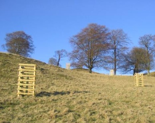 Replacing wood pasture with young trees protected by post and rail fencing – © The Borders Forest Trust