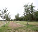 Small area of newly planted trees and some older trees