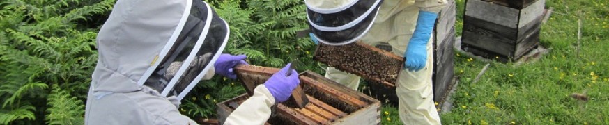 Inspecting honey bees for notifiable disease in Glenesk