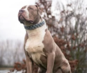 An XL Bully dog sat looking away from the camera