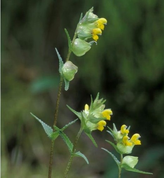 Yellow rattle – © Laurie Campbell, Scottish Natural Heritage