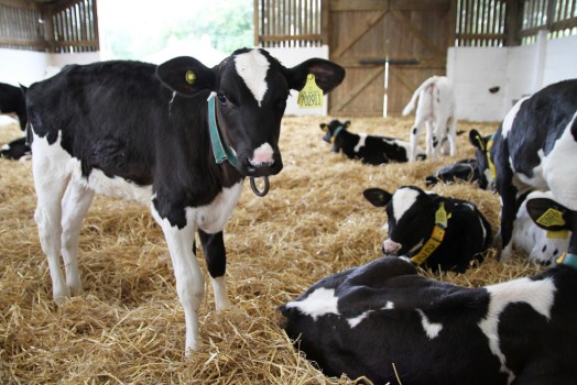Farming Ministers from around Europe discussed the impact of falling milk prices Farming Ministers from around Europe discussed the impact of falling milk prices